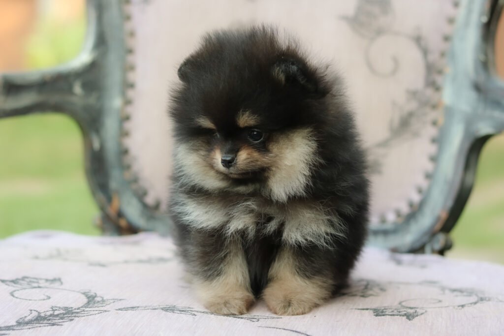 filhote de spitz alemão a venda