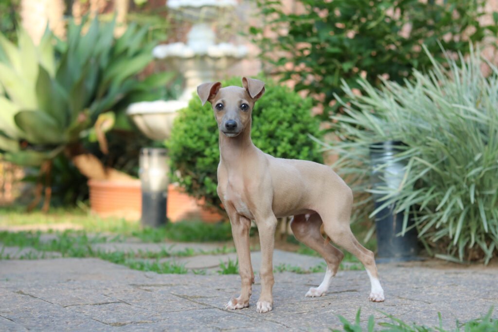 filhote de pequeno lebrel italiano